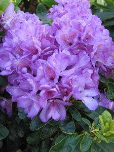 Rhodo Daphnoides